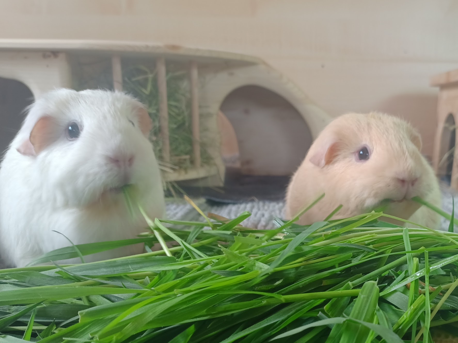 Gras