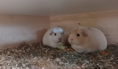 Kimi und Türkis